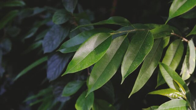 Close up of glossy dark green laurel leaves in soft natural light