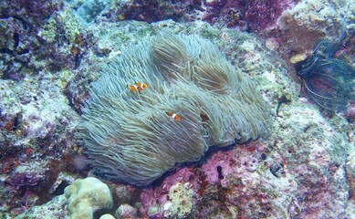 Clownfish in the Andaman Sea – Thailand  © Markus S.