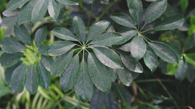 Umbrella Tree Schefflera leaves close up with a blurred green foliage background.