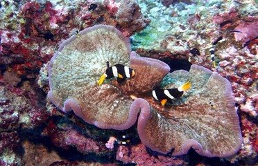 Clownfish in the Andaman Sea – Thailand  © Markus S.