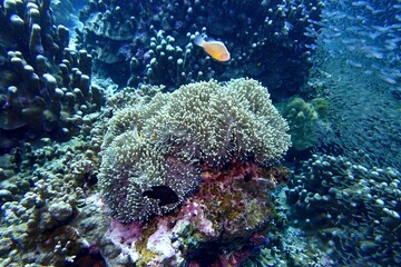 Clownfish in the Andaman Sea – Thailand  © Markus S.