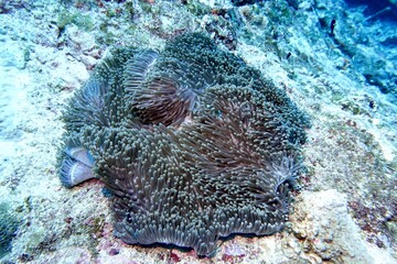 Clownfish in the Andaman Sea – Thailand  © Markus S.