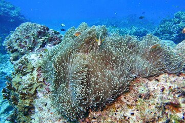 Clownfish in the Andaman Sea – Thailand  © Markus S.