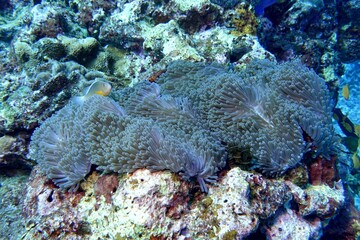 Clownfish in the Andaman Sea – Thailand  © Markus S.