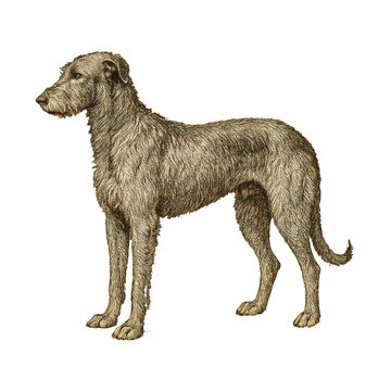 PNG Vintage dog illustration, detailed sketch.