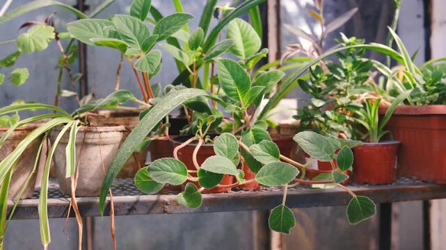 Collection of indoor plants including spider plants and pothos in terracotta pots on a shelf