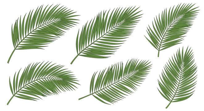 Collection of Green Palm Frond Vectors on White Background - Tropical Foliage