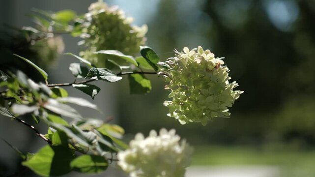 Close-up of white hydrangea flowers blooming on a bush in soft outdoor daylight