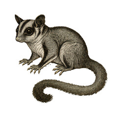 Fototapeta premium PNG Vintage squirrel illustration art