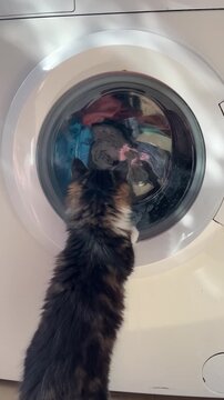 Gatito curioso intentando atrapar la ropa girando en la lavadora