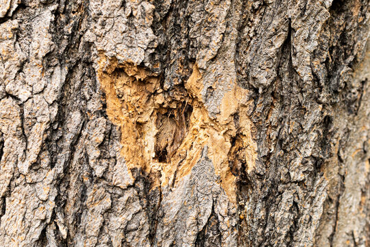 Damaged tree bark with exposed inner wood fibers and gray texture.