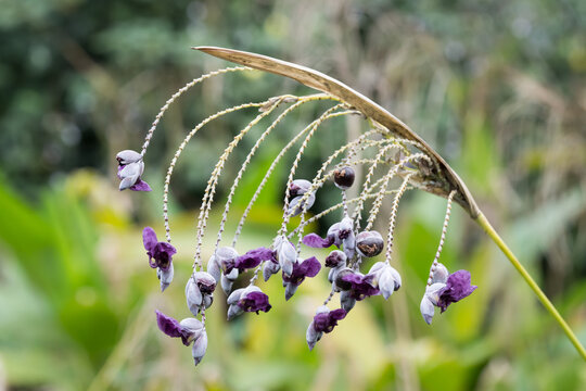 Beautiful Powdery Alligator Flag (Thalia dealbata) flowers.