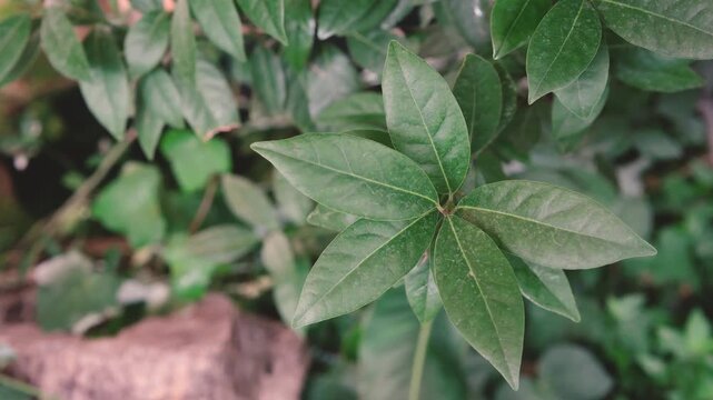 Close up of vibrant green laurel leaves in natural daylight, fresh foliage detail.
