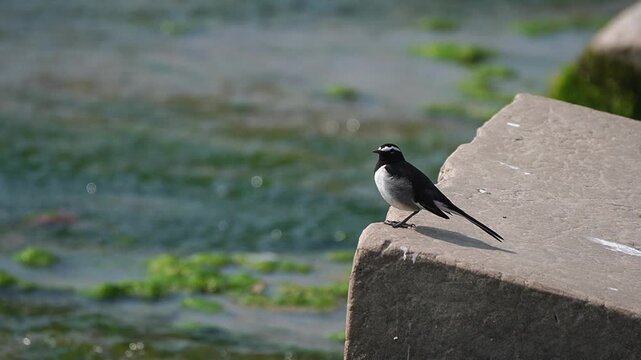 white-browed wagtail perched on a stone by the water with green algae in the background slow-motion