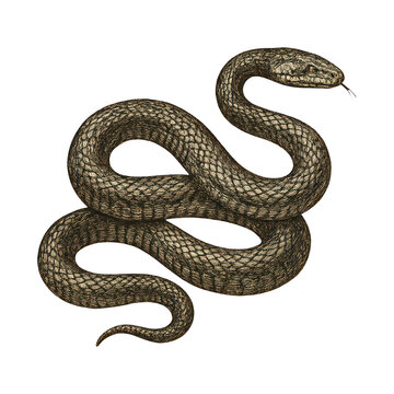 PNG Detailed coiled snake illustration.