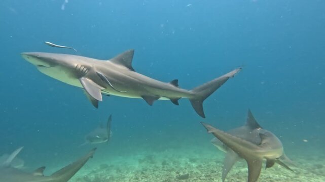 Group of sharks and remoras glide together in clear blue tropical water, illustrating predator-prey proximity and symbiotic behavior in a peaceful, vibrant marine underwater ecosystem