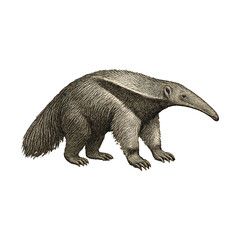 PNG Vintage anteater illustration design.