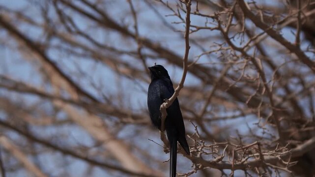 Closeup black drongo perched on tree branch slowmotion
