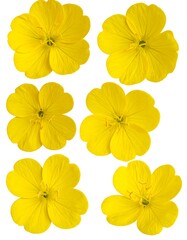 Six vibrant yellow blooms with prominent stamen arrangements scattered on white. Bright floral pattern, fresh, elegant