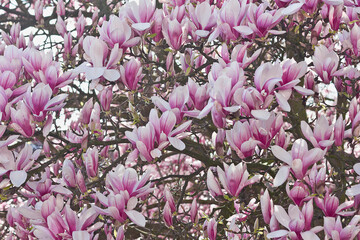 Spring blooming pink magnolia tree. Magnolia soulangeana flowering branches close-up