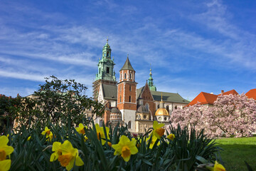 Wawel Palace in Krakow. Magnolias in bloom and yellow daffodils in the garden of Wawel Palace