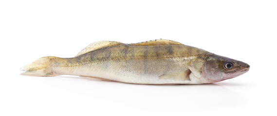 Fresh raw zander fish on white.