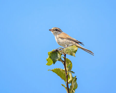 A young red-backed shrike, Lanius collurio, perching on a branch in front of blue sky, a juvenile bird because the vermiculated parts are also on the head and the beak isn't black, Corfu, Greece 