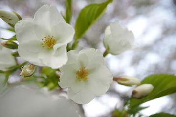 植物　自然　春　花　風景	