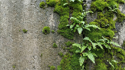 Green moss growing on rough grey concrete wall texture.