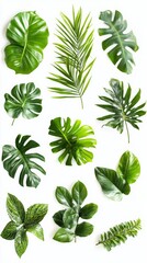 Top view of various green plants on a white background showing different shapes and sizes of leaves