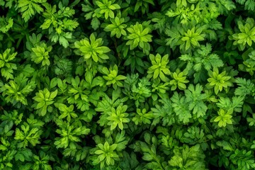 View of green plants with dense foliage showing radial leaves in an ornamental garden during daytime