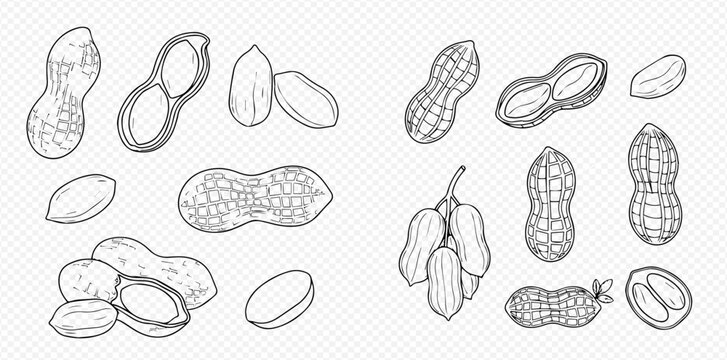Hand-drawn sketch of peanuts in various forms, including whole, shelled, and grouped, on a transparent background.