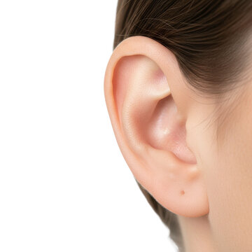 Close up of human ear with brown hair