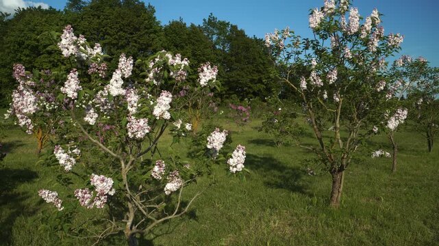 A sunny spring day in Dobele, Latvia's lilac garden. Young 'Krasavitsa Moskvy' lilac trees are covered in pink-hued white blossoms on a green lawn field under a blue sky. 
