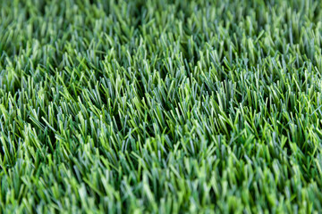 Close-up of mown lawn grass