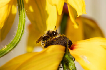 A honey bee collects honey from garden flowers. Beautiful close-up.