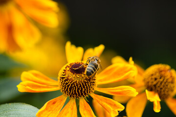 A honey bee collects honey from garden flowers. Beautiful close-up.