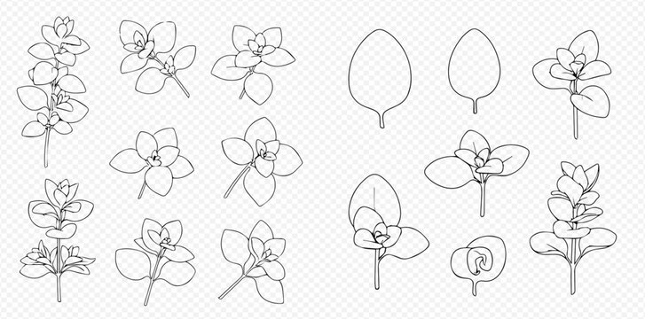 Set of hand-drawn oregano plant and leaves outlines on transparent background.