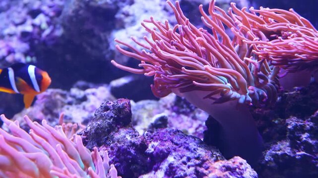 Reef fish Amphiprion clarkii swims next to anthozoa.