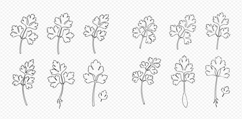 Set of hand-drawn parsley leaves in line art style on a transparent background, perfect for culinary designs.