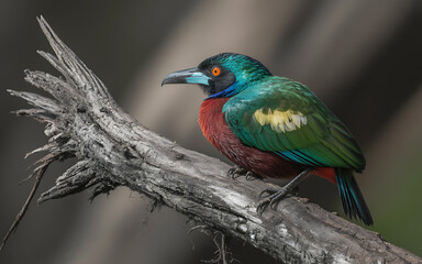 Fototapeta premium Colorful Bird on a Branch