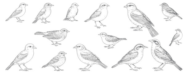 Naklejka premium Engraved bird collection in detailed hand drawn line art. Vintage forest birds illustrated in classic ink style.
