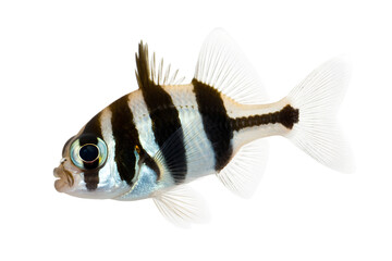 Naklejka premium Striking Zebra Fish with Bold Striped Pattern and Detailed Features Captured in Close-up . Isolated on transparent background, png