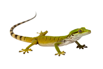 Obraz premium vibrant gecko displaying detailed scales and patterns in dynamic pose . Isolated on transparent background, png