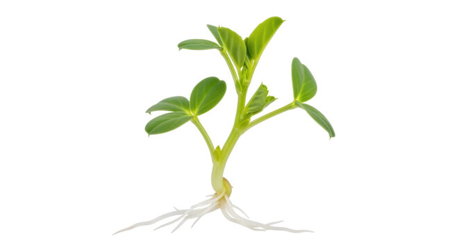 Green peanut sprout isolated PNG on transparent background, young plant with roots for agriculture and healthy eating concepts