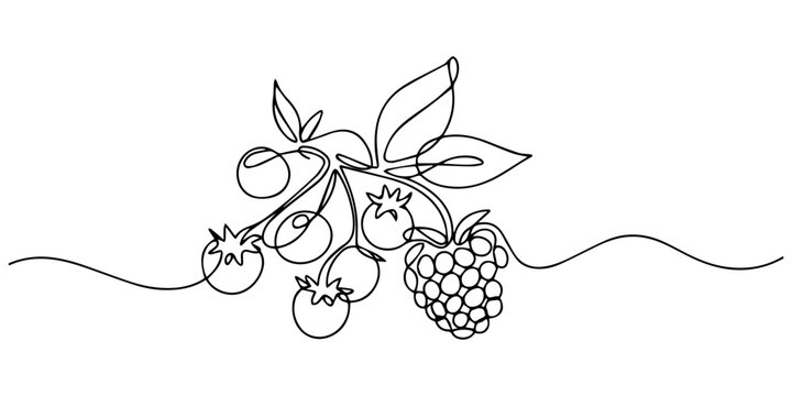 raspberries and blueberries continuous one line drawing, Continuous one line of wild berries mix strawberry raspberry blueberry blackberry in silhouette. Linear stylized.Minimalist, Label for jam pro.
