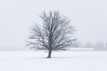 Fototapeta premium Lone bare tree in snowy field during winter snowfall, minimalist rural landscape with fog and distant farm building