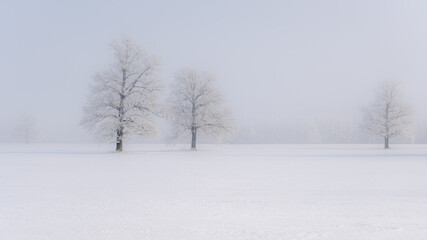 Obraz premium Three frost covered trees standing in snowy field during dense winter fog, minimalist landscape with copy space background
