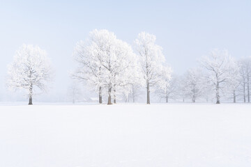 Obraz premium Frost covered trees in snowy meadow during dense winter fog, serene minimalist landscape with distant farmhouse and copy space