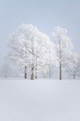 Frost covered trees in snowy meadow with distant farmhouse in winter fog, serene minimalist landscape with copy space. Vertical